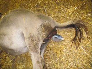 Emerald_Ridge_Piper_Miniature_donkey_jenny_giving_birth_picture_at_Poplargrove_Stud_foot